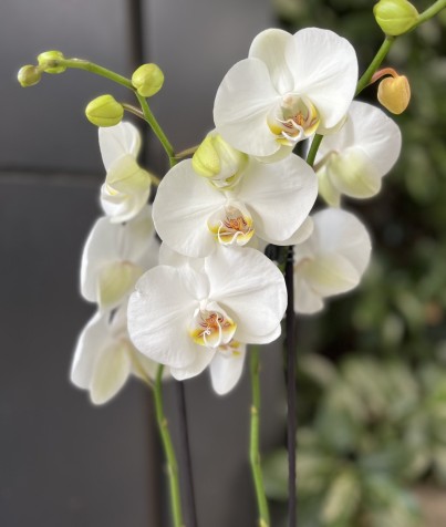 Beyaz 2 Dal Orkide