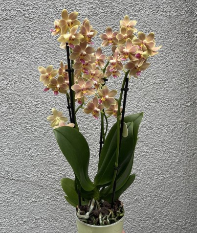 Sunny Orkide
