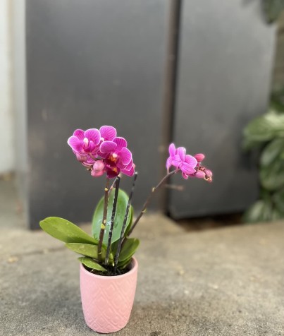 Mor Mini Orkide