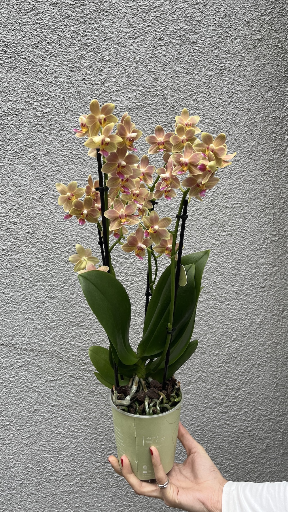 Sunny Orkide