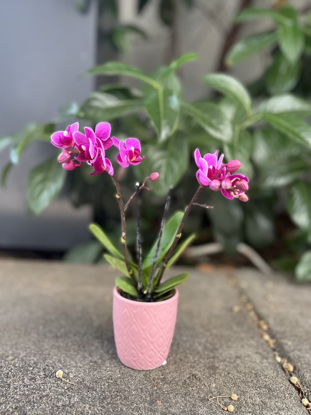 Mor Mini Orkide